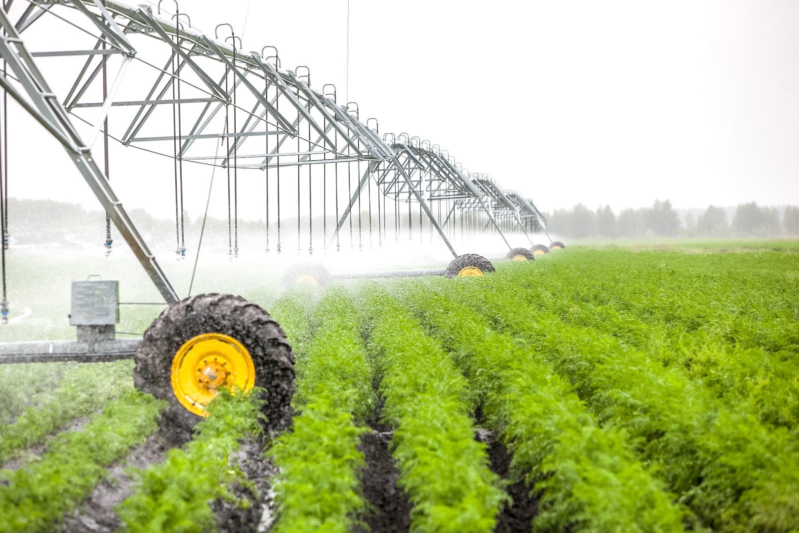 5 easy ways to save water — and why it matters Bowery Farming