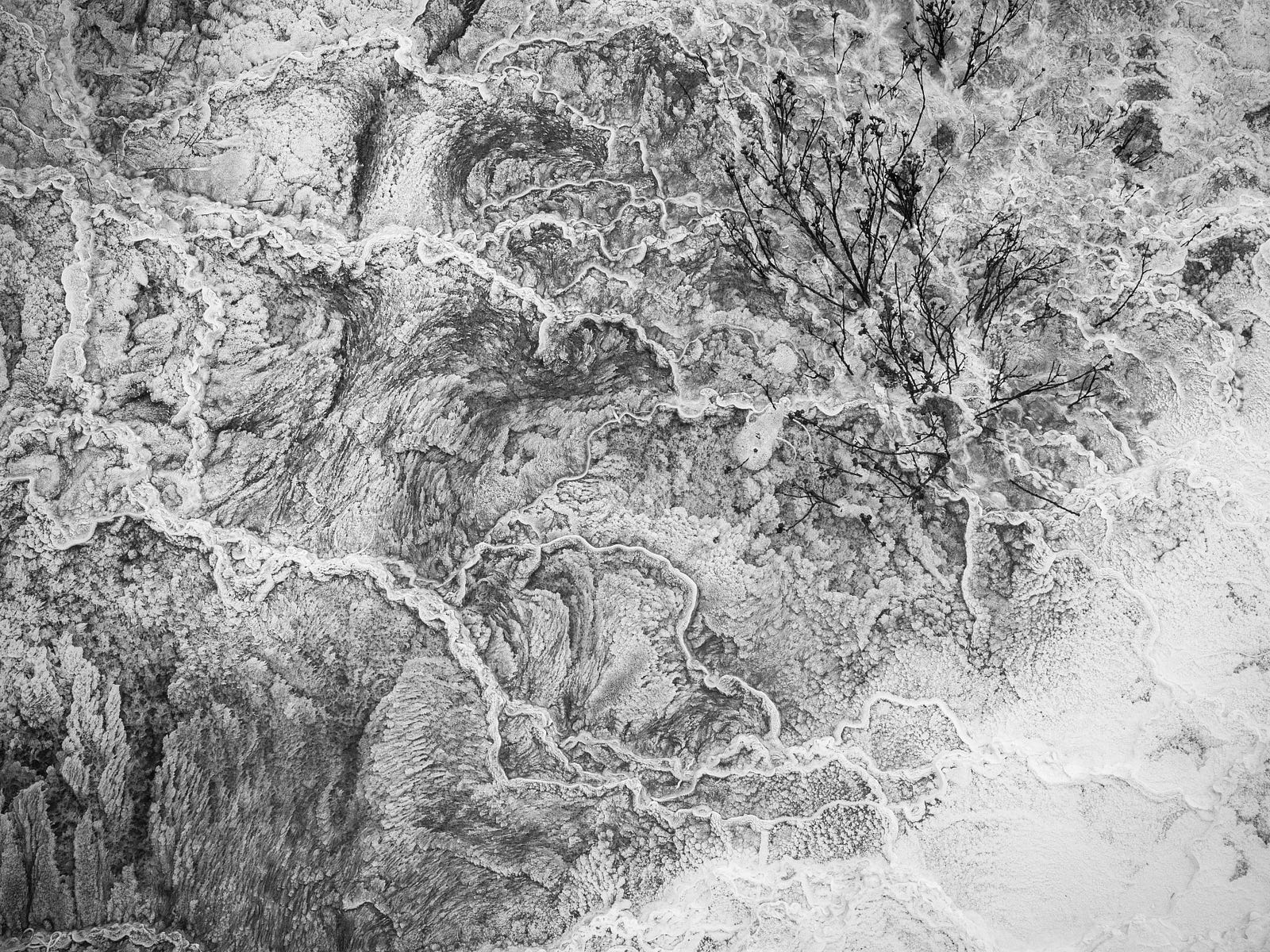 A black and white photo (from above) of trees with calcium deposits covering the ground.