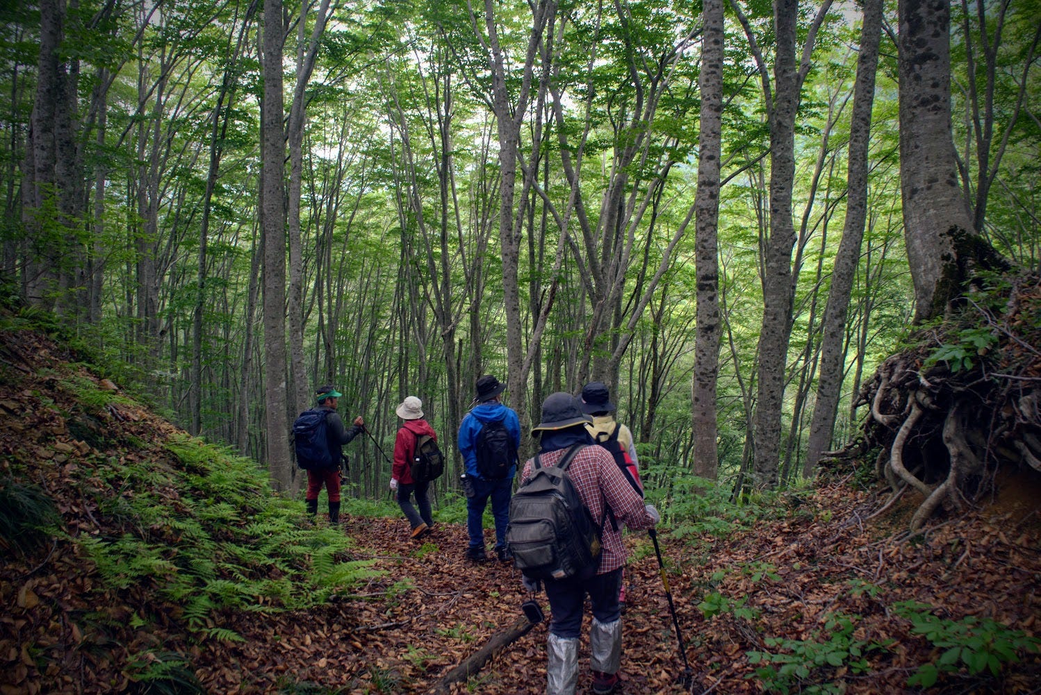 Five hikers walk the trail of Yozo-san surrounded in a beech forest.