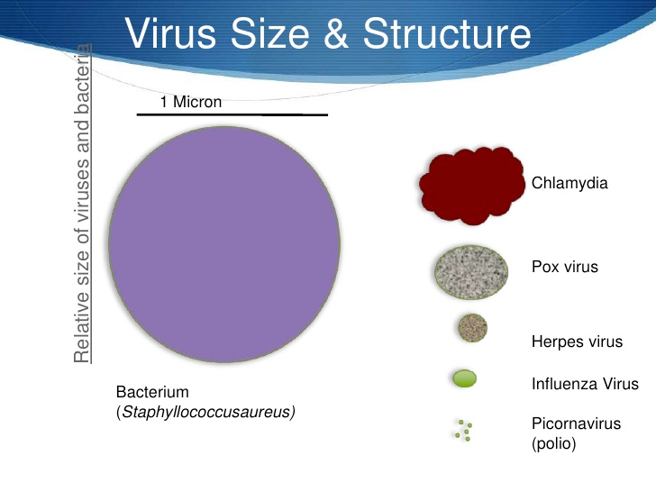 Beyond Bacteria Viruses Are Even Stranger Microbes