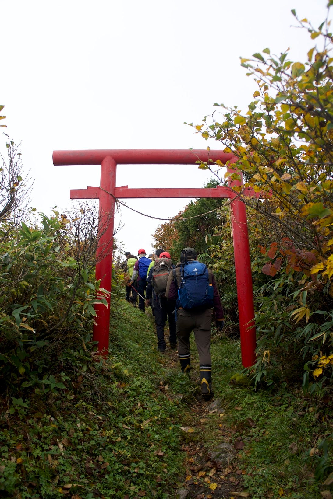 A group walks beneath the red Torii gates of Hakuban Jinja