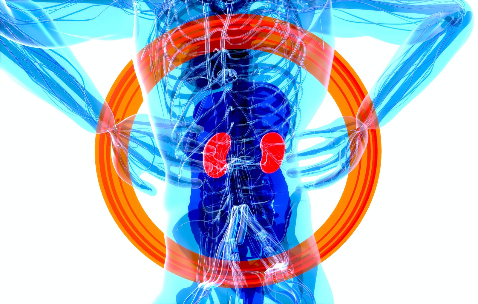 A color illustration of a translucent blue-colored person, hands on hips. We see her kidneys (in red), with a big outlining circle around the abdomen. The prevalence of chronic kidney disease (CKD) is also increasing globally, with the condition projected to become the fifth most prevalent chronic one by 2040.