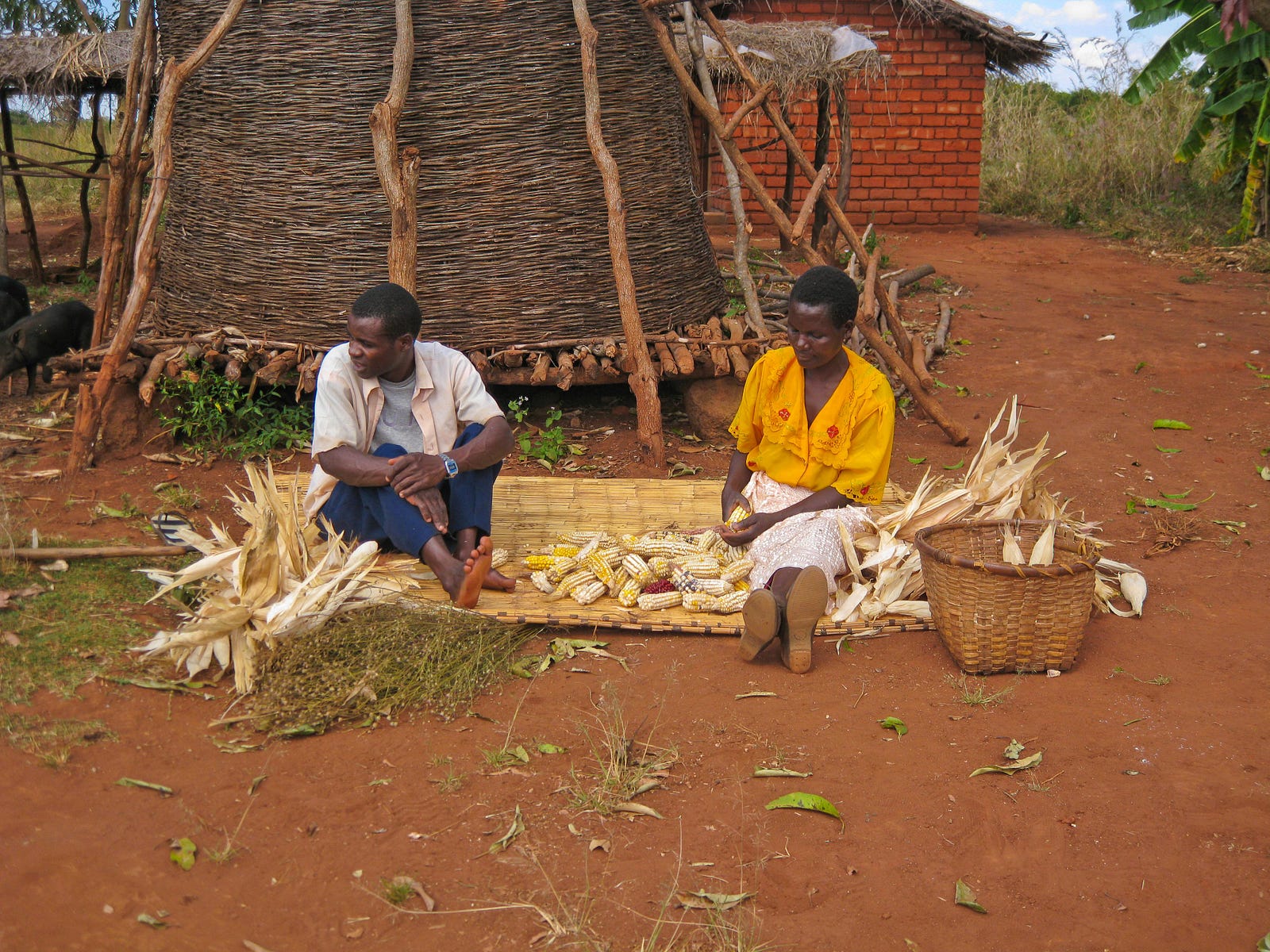 Helping Malawian Farmers Improve Incomes And Crop Production 9331