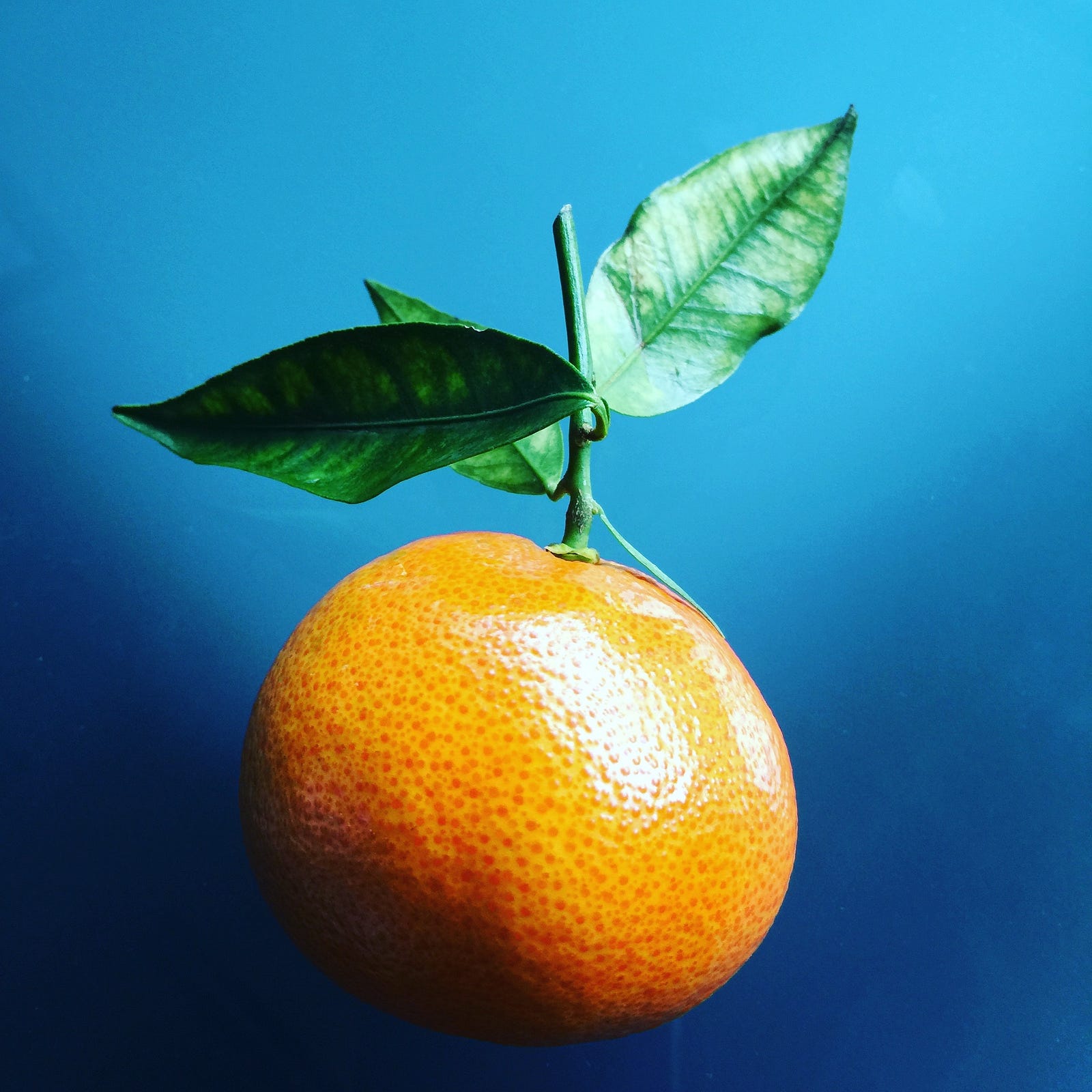 A single tangerine and its stem, set against a medium to dark blue background. Mandarins are the second largest cultivated group of citrus after sweet oranges. The former provides about 25 percent of world citrus production.