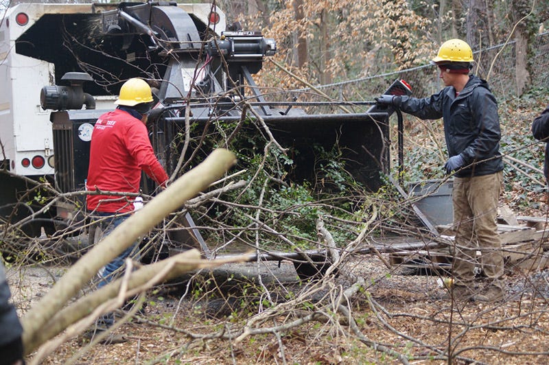 tree service atlanta ga