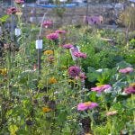 uc gill tract farm berkeley transition