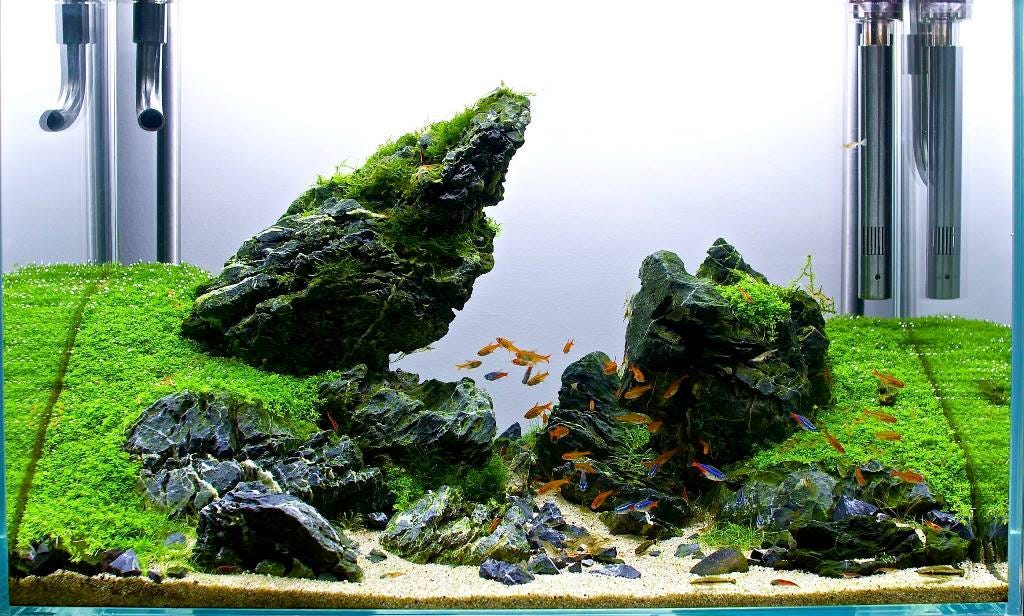 Can I use stones and driftwood in My Planted Aquascape?