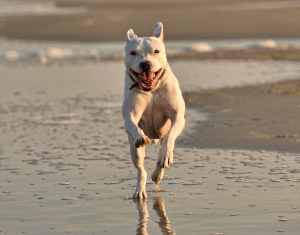 DogVacay