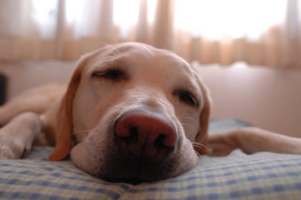 White labrador dog sleep on bed