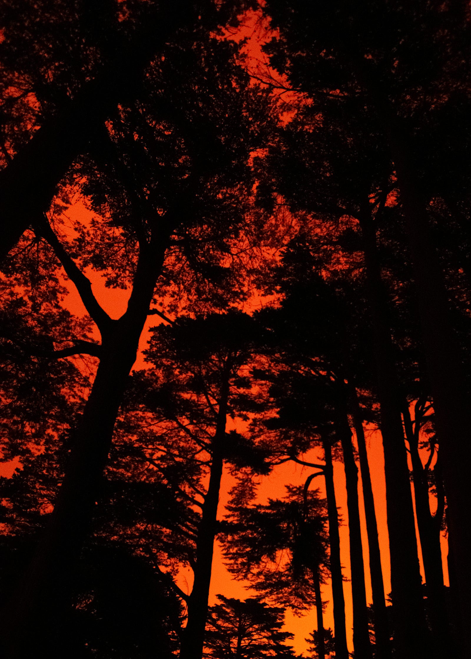 A wildfire turns the sky orange. The view is from below several trees. Canada’s wildfires are a harbinger of our climate future, experts explain.