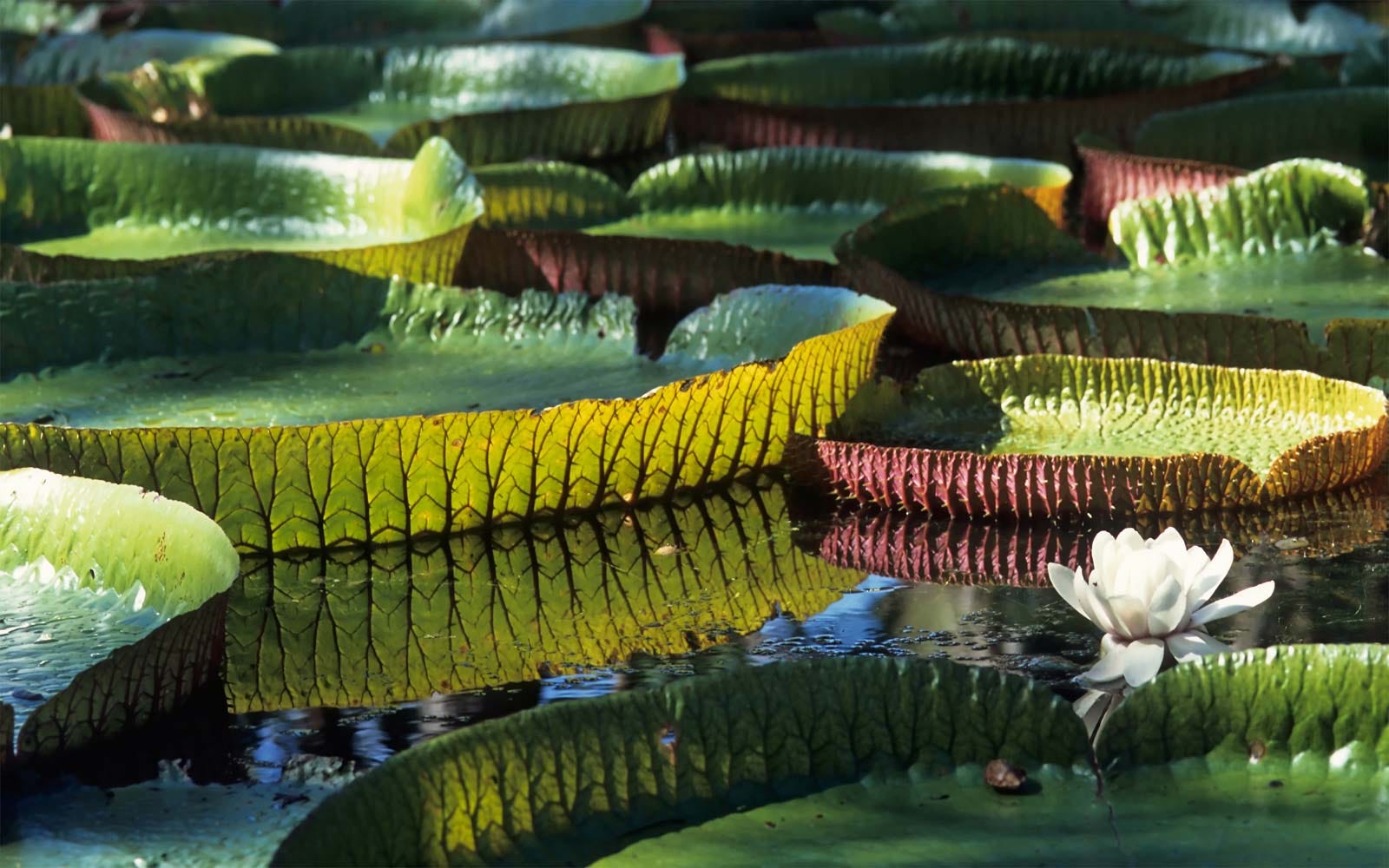 Physical Adaptations of Giant Water Lilies and Humanity