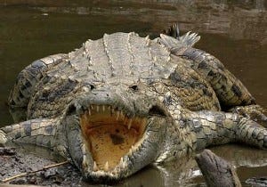 crocodile with mouth open