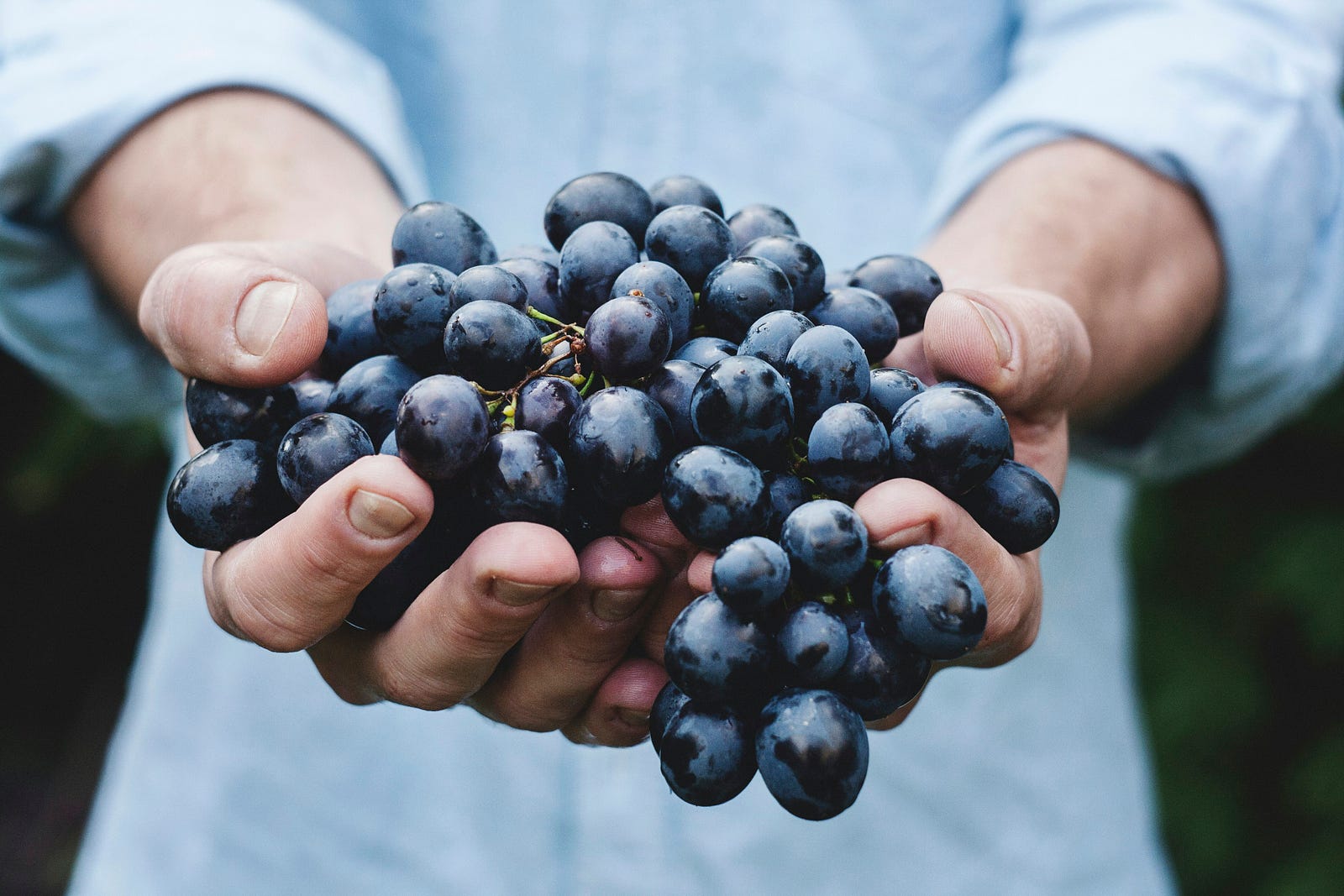 A person reaches out their hands, filled with dark purple grapes.