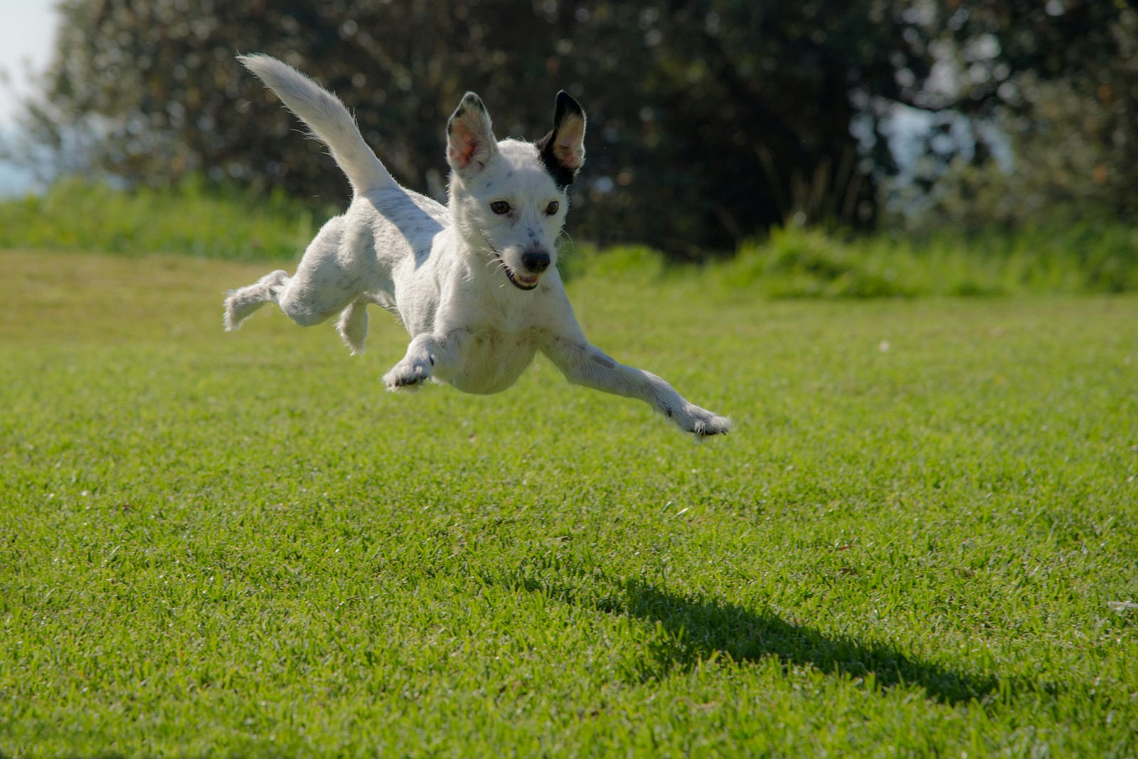 A small dog flies through the air.