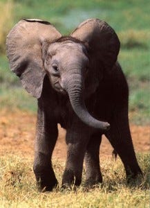 elephant