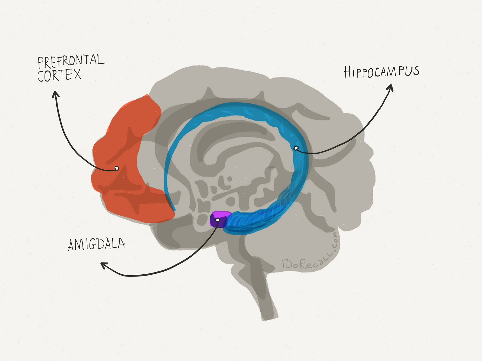 The Neuroscience of Learning & Memory: Part I – dhandel – Medium