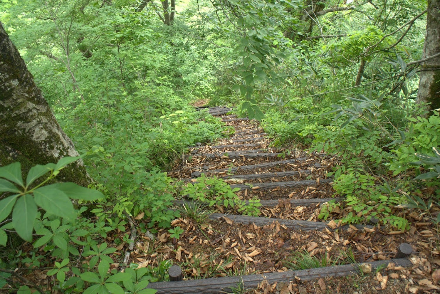 A stairway on a mountain path surrounded in greenery near Yozo-san’s Oashizawa Trailhead