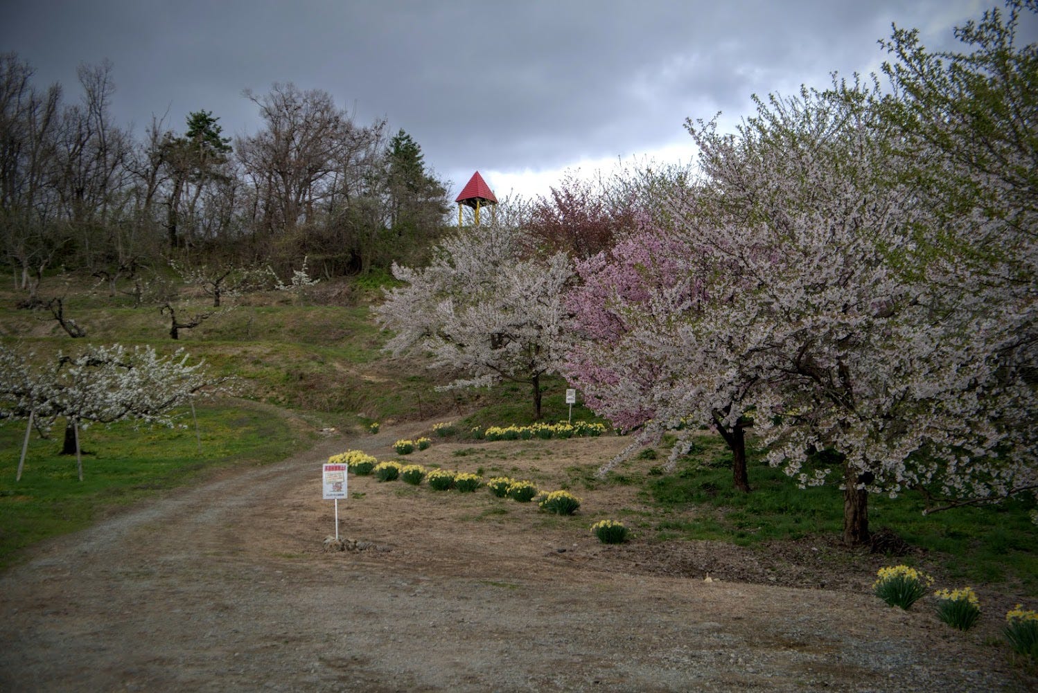 The small hut at the summit of Mt. Kitayama with its distinctive red roof stands out above the cherry blossoms