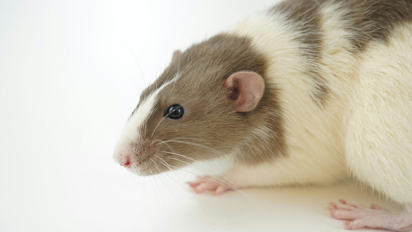 A white and brown rat, side view. While saccharin causes cancer in rats, the sugar substitute does not appear to do so in humans.
