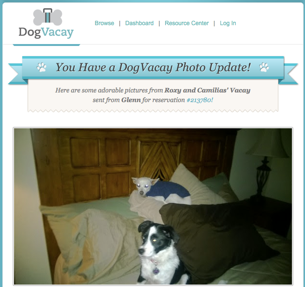 Roxy and Camilia DogVacay