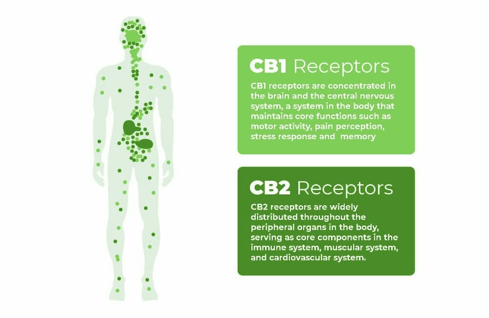 the-endocannabinoid-system-everything-you-need-to-know