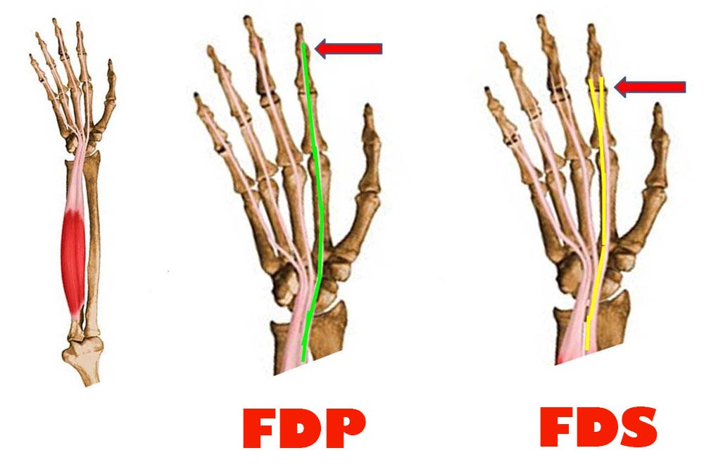 Common Finger Injuries from Rock Climbing – Dr. James Lee PT, DPT ...