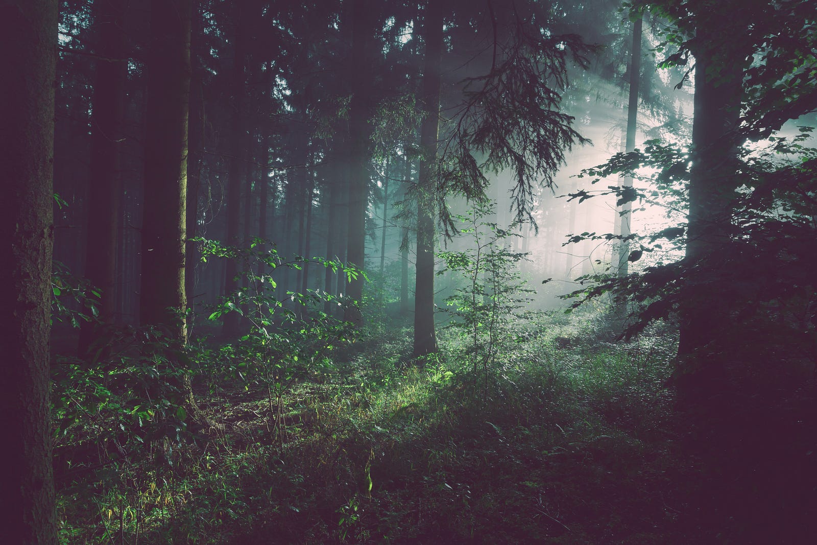 Saving The Planet: Making It Profitable To Protect The 