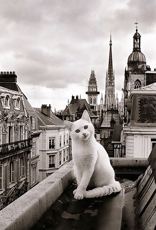 a cat in paris