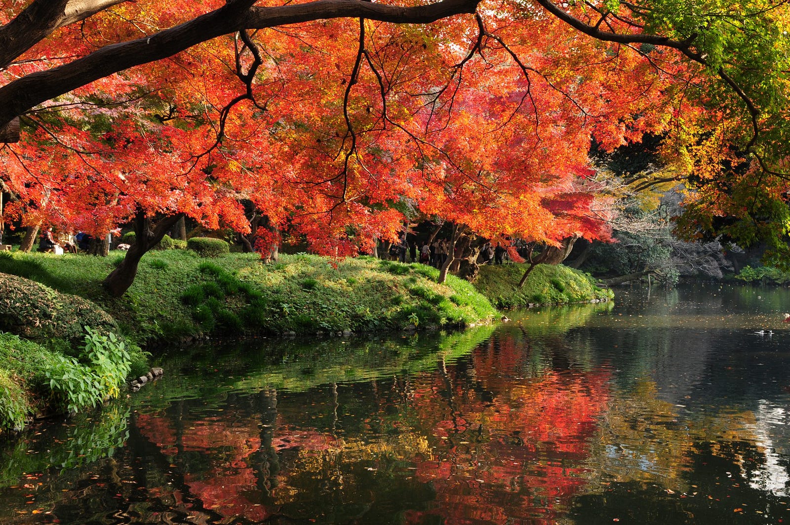 Koishikawa Korakuen Gardens – A Different Side of Japan