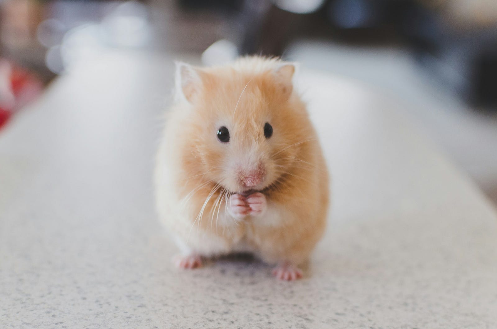 A small brown mouse. Researchers are studying the relationship of calorie restriction with longevity.