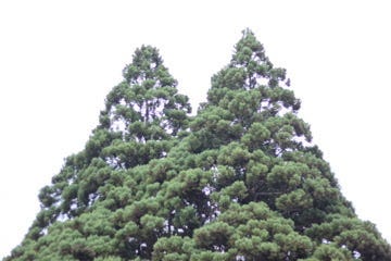 Two tress right next to each other that resemble Totoro, the loveable character from My Neighbour Totoro