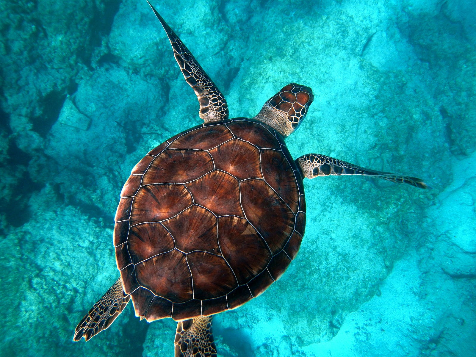 A sea turtle, seen from above. Sea turtles respond to acupuncture.