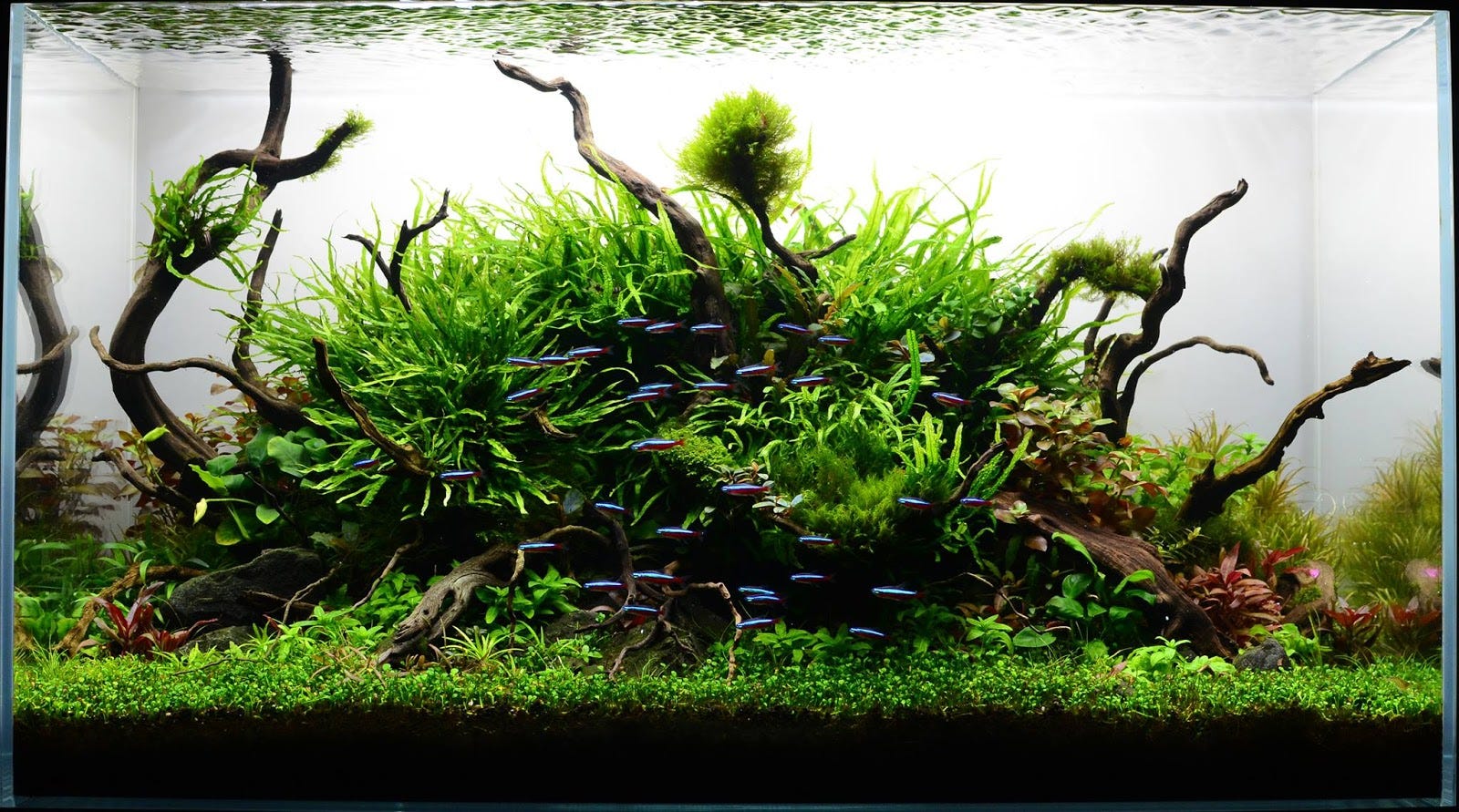 Can I use stones and driftwood  in My Planted Aquascape  