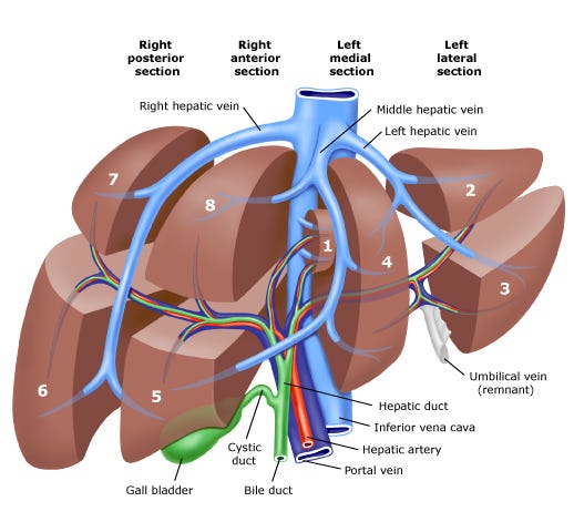 Imaging the Liver – Matt Stammers – Medium