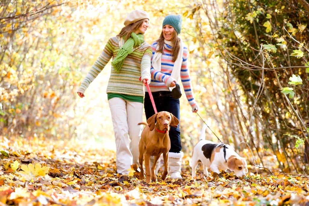 Walking the dogs