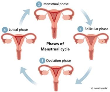 WHY DO WOMEN HAVE BACK OR PELVIC PAIN DURING THEIR PERIODS?