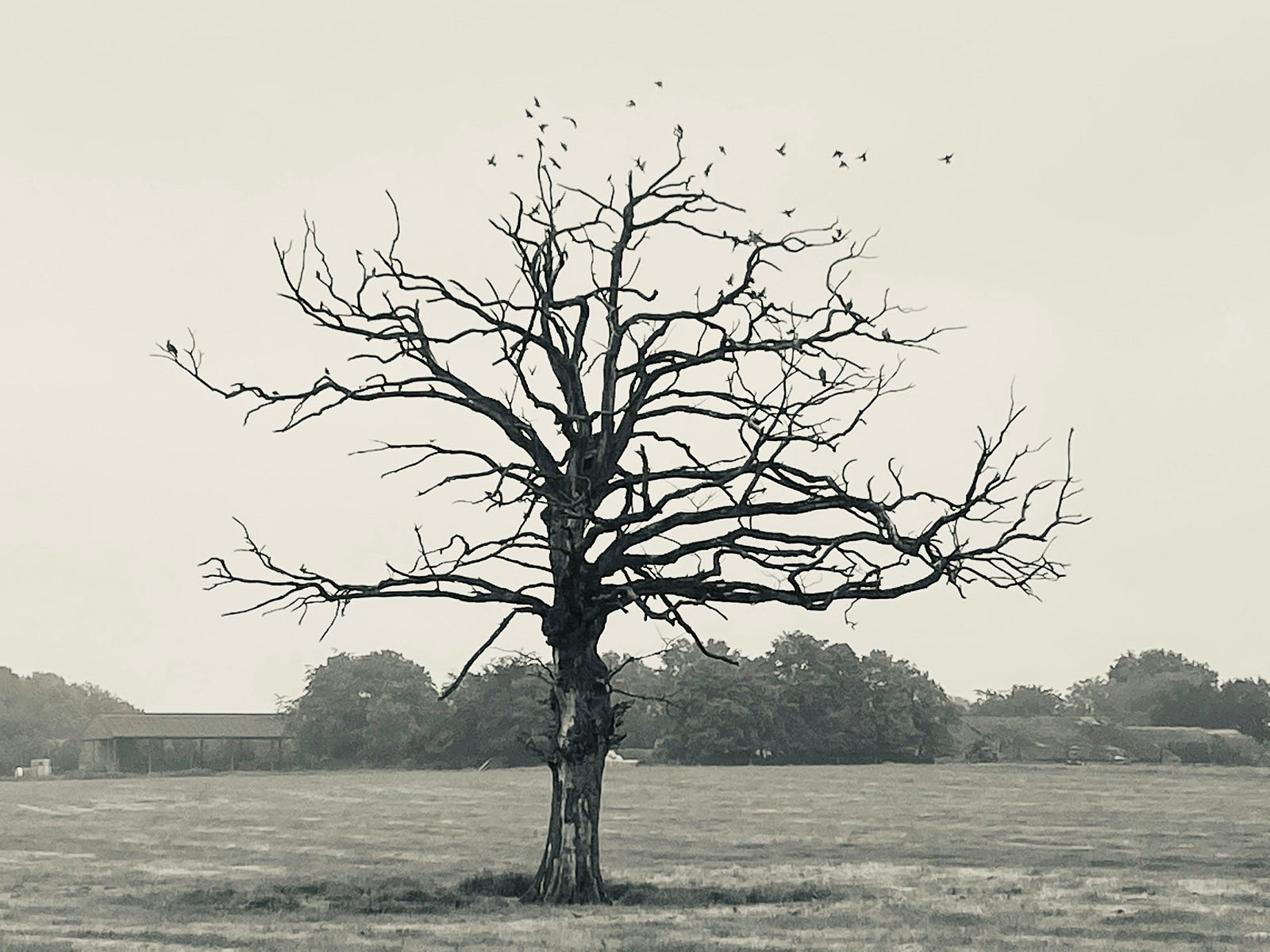 A barren tree, arms extended. Black and white image.