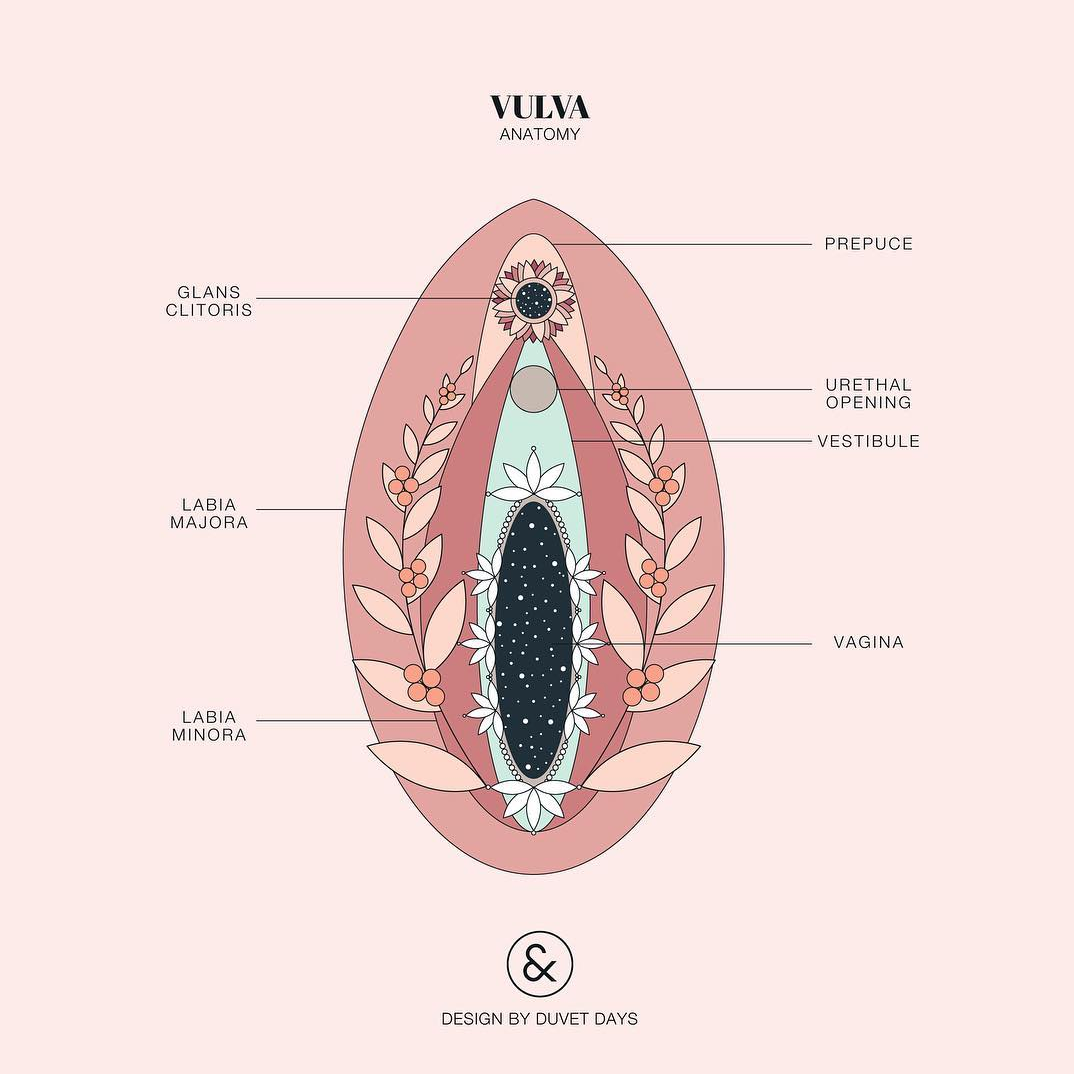 and labia picture vulva of