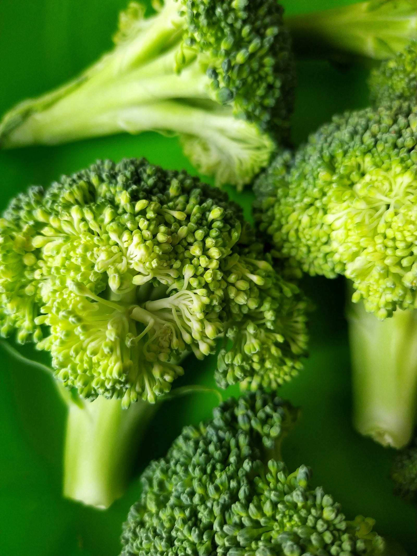 Broccoli in close-up.