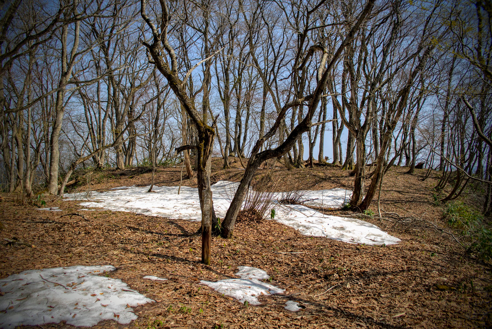 A beech forest sans leaves with big patches of snow on the ground that mark the former location of the Yamuki Castle