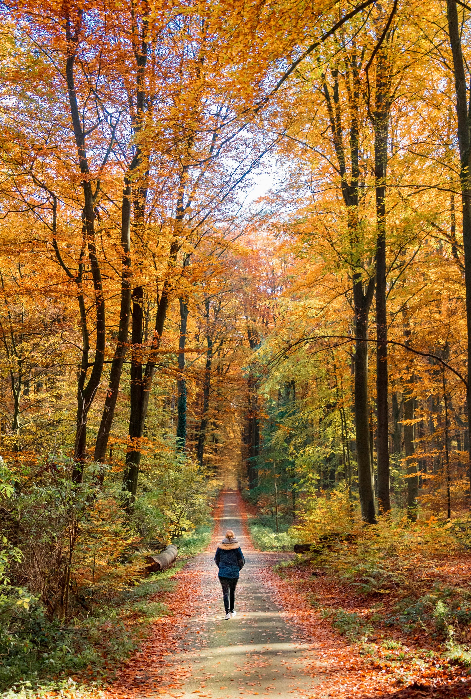 A young woman walks away from us in the woods, autumn leaves ablaze in yellow and green.