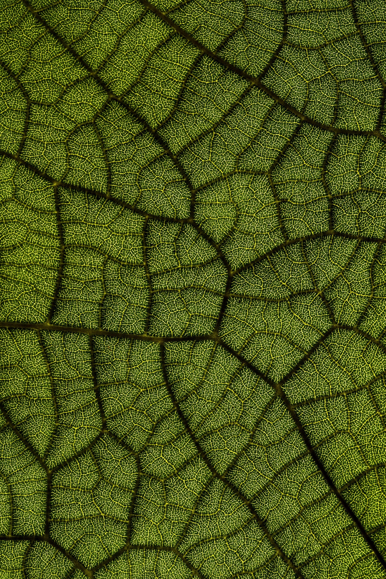 A green leaf in close-up. Trees are fractal from seed to roots to leaves to their canopy.