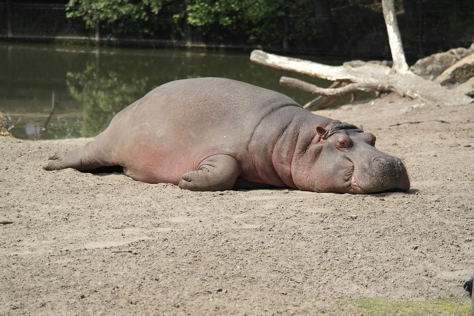 Pablo Escobar Left Many Problems Behind And 99 Hippos is One of Them
