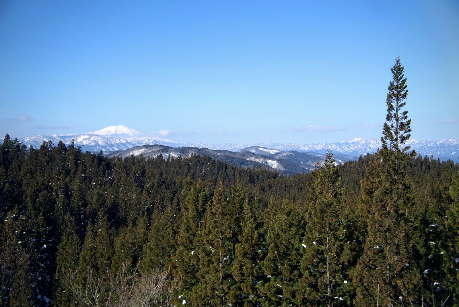 Mt. Chokai seen in the distance with the tress of Mt. Yonetaihei in the foreground