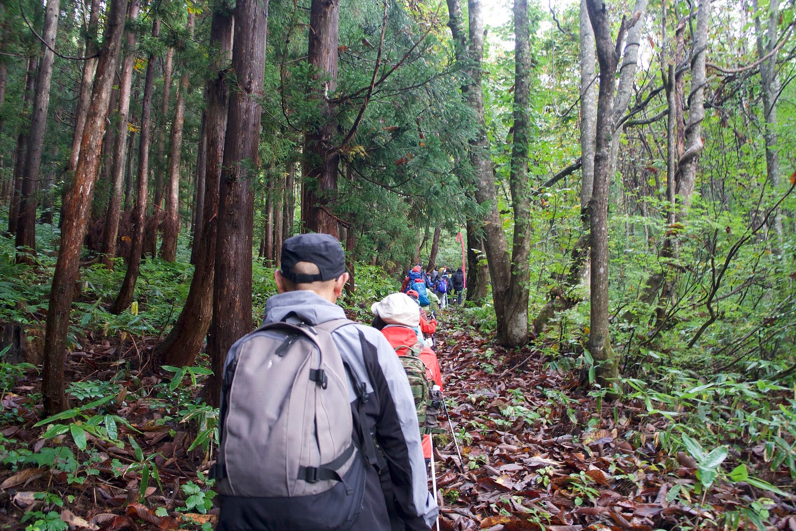 Hikers walk the cedar forest towards Tate-iwa rock that links to the Hata Trail on Murayama Ha-yama