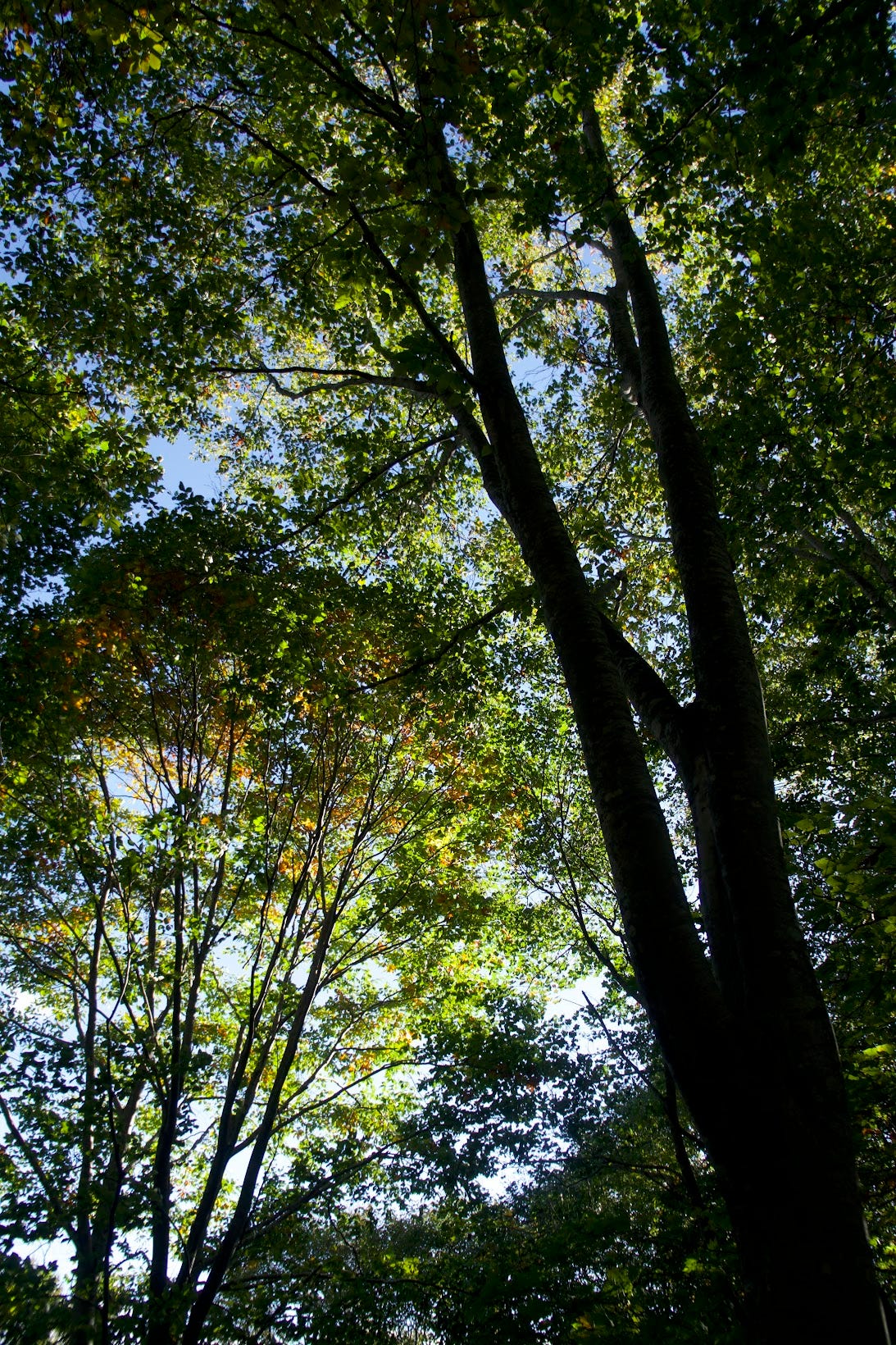Green and yellow leaves among the canopy of trees on Murayama Ha-yama