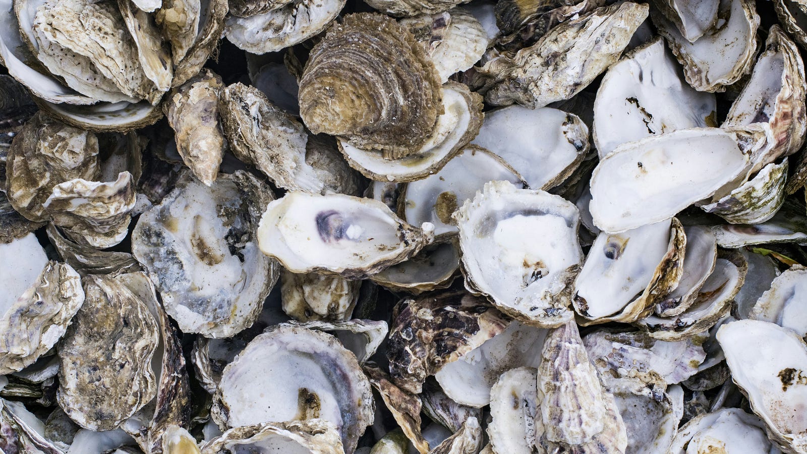 A pile of oysters.