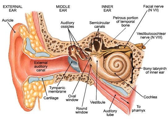 OWJC: Hearing, Lysosomal Mucolipins, Hair Cell Longevity, and Age ...