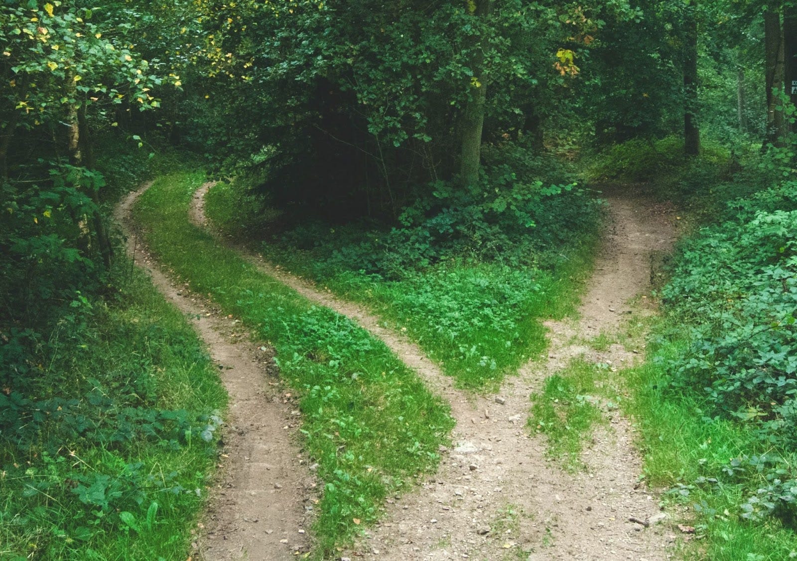 Photo of a forked dirt road progressing from one to two paths, surrounded by trees and greenery.