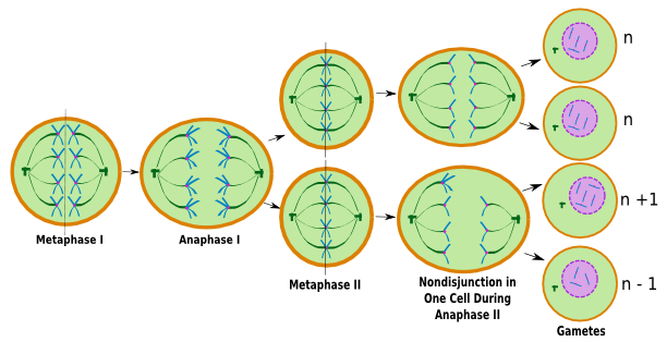 Resultado de imagen de meiosis